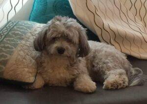Photo Havanese dog for adoption in calgary ab