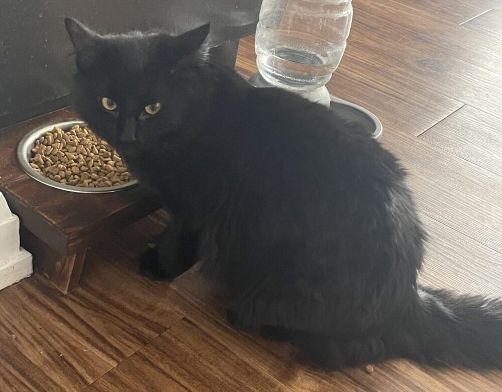 1 loveable longhaired black cat for adoption in fort saskatchewan ab – meet luna