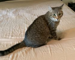 Tabby cat for adoption in georgetown tx