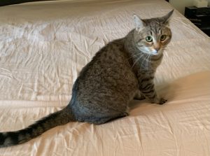 tabby cat for adoption in Georgetown TX
