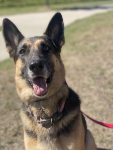german shepherd dog for adoption Photo german shepherd dog for adoption