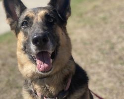 German shepherd dog for adoption