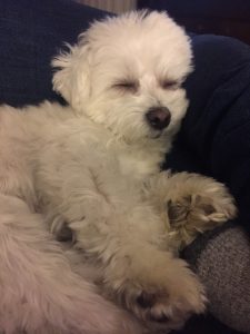 Maltese dog for adoption in edmonton