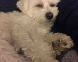 Maltese dog for adoption in edmonton