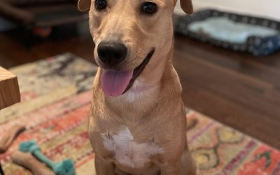 Handsome Labrador Retriever Mix for Adoption in Charleston South Carolina – Adopt Brody