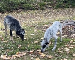 blue heeler for adoption