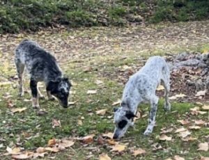 blue heeler for adoption in san diego Photo blue heeler for adoption in san diego
