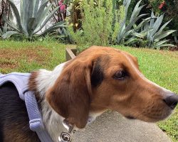 beagle mix dog for adoption in jacksonville fl Photo Amazing Beagle For Adoption In Jacksonville (Ponte Vedra Beach) Florida