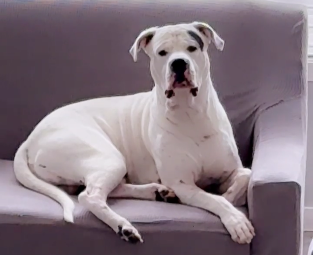 Dogo argentino for adoption in airdrie ab