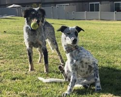 blue heeler for adoption
