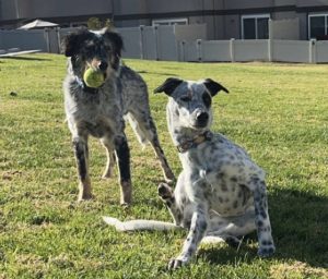 blue heeler for adoption in san diego Photo blue heeler for adoption in san diego
