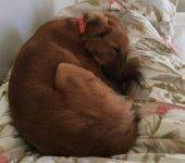Golden Retriever Boxer Mix For Adoption in Los Angeles