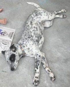 blue heeler for adoption Photo blue heeler for adoption