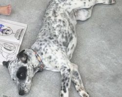 blue heeler for adoption