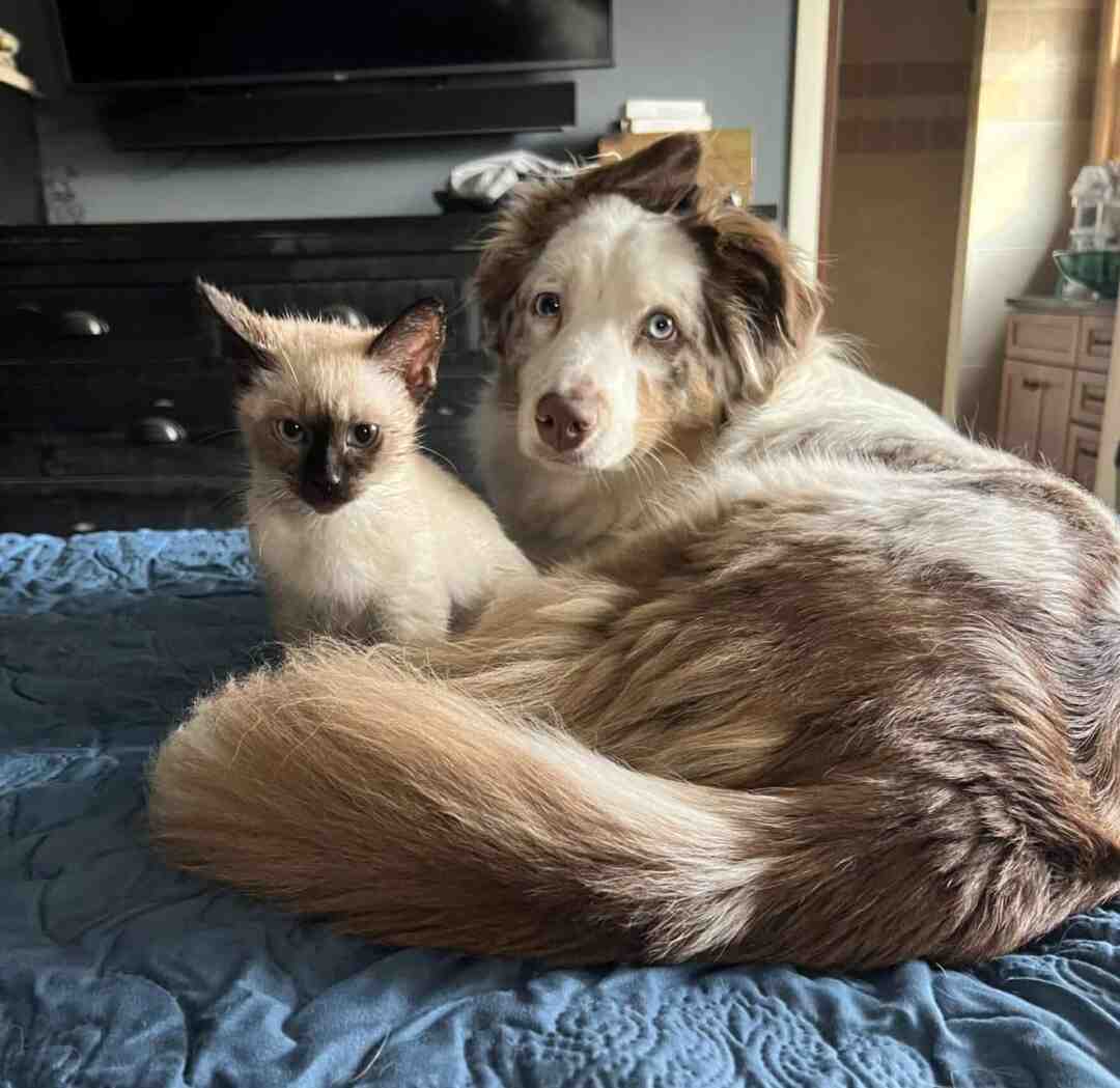 Mini Australian Shepherds For Adoption Near You - Rehome or Adopt a ...