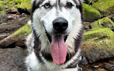 Alaskan malamute siberian husky mix dog for adoption in nashville tennessee