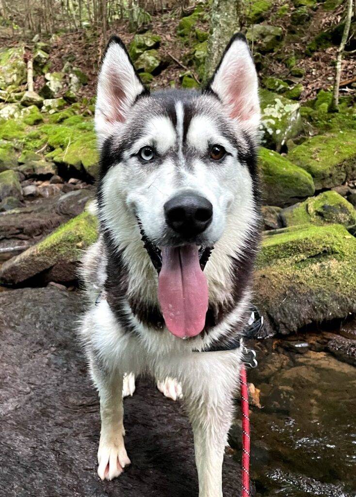 Alaskan malamute siberian husky mix adoption nashville tennessee