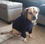 Puggle For Adoption in Chula Vista CA – Supplies Included – Adopt Lexi
