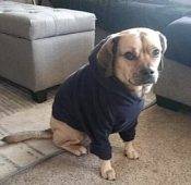Puggle For Adoption In Chula Vista CA – Supplies Included – Adopt Lexi