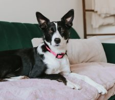 Border Collie For Adoption In Calgary AB - Orca Waits For Her New Family To Come Along.