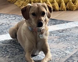 Dog for adoption in spring valley ca