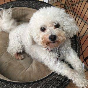 Brigett’s adoption story – purebred bichon frise dog in los angeles, california