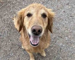 Golden retriever for adoption calgary