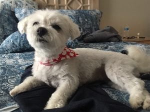 Mini maltese dog for adoption in edmonton ab