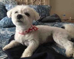 Mini maltese dog for adoption in edmonton ab