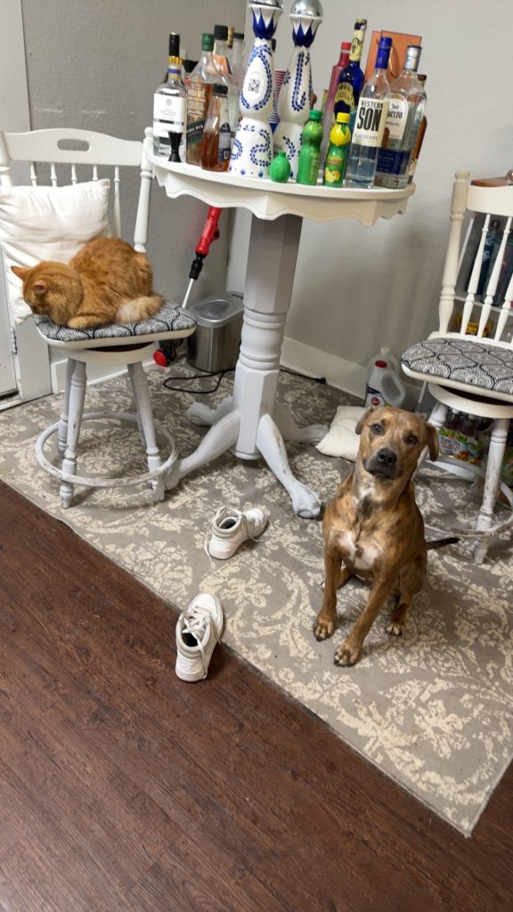 Chomper, a pitbull mix dog for adoption in waco, texas