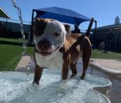 Cairo, An American Pit Bull Terrier For Adoption In Charlotte Nc