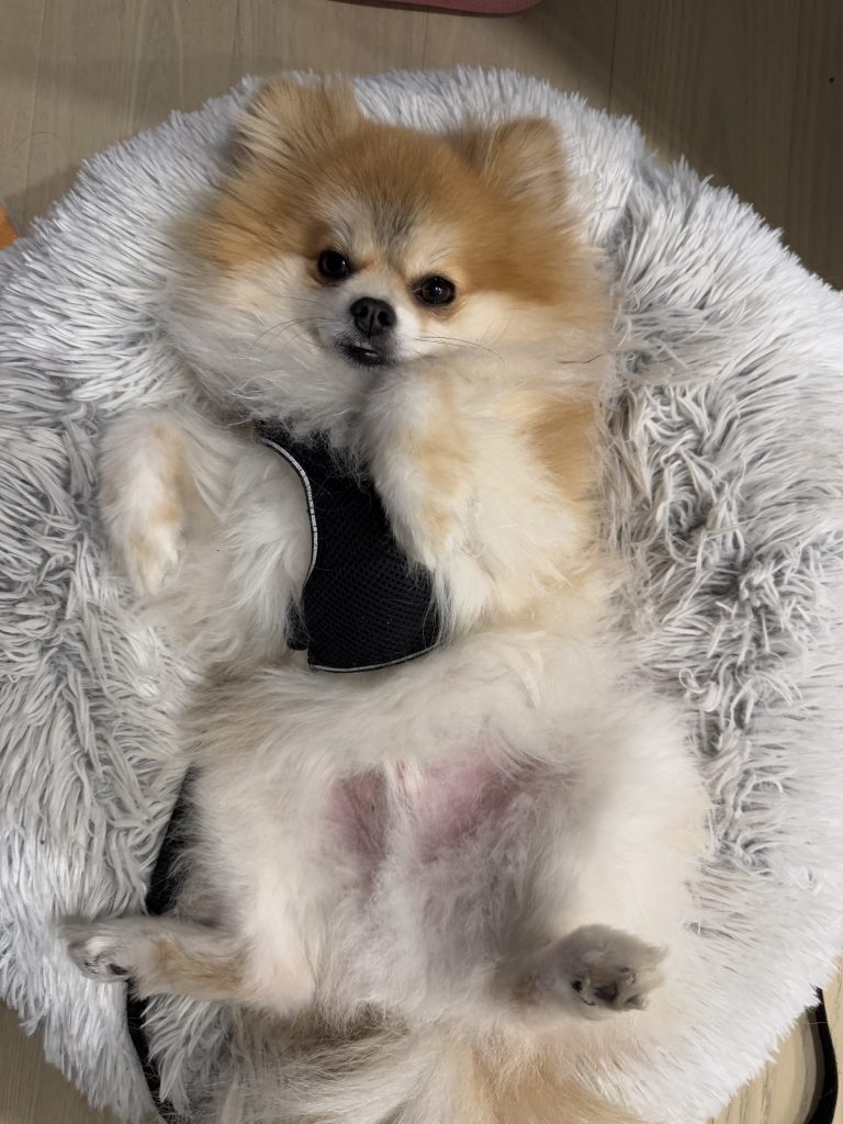Pomeranian dog for adoption Photo Pomeranian dog for adoption