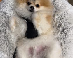 Pomeranian dog for adoption