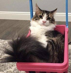 Orange county ca - stunning maine coon mix cat for private adoption - adopt max today