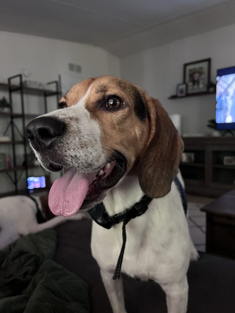 Beagle for Adoption in Raleigh NC – Meet Iroh