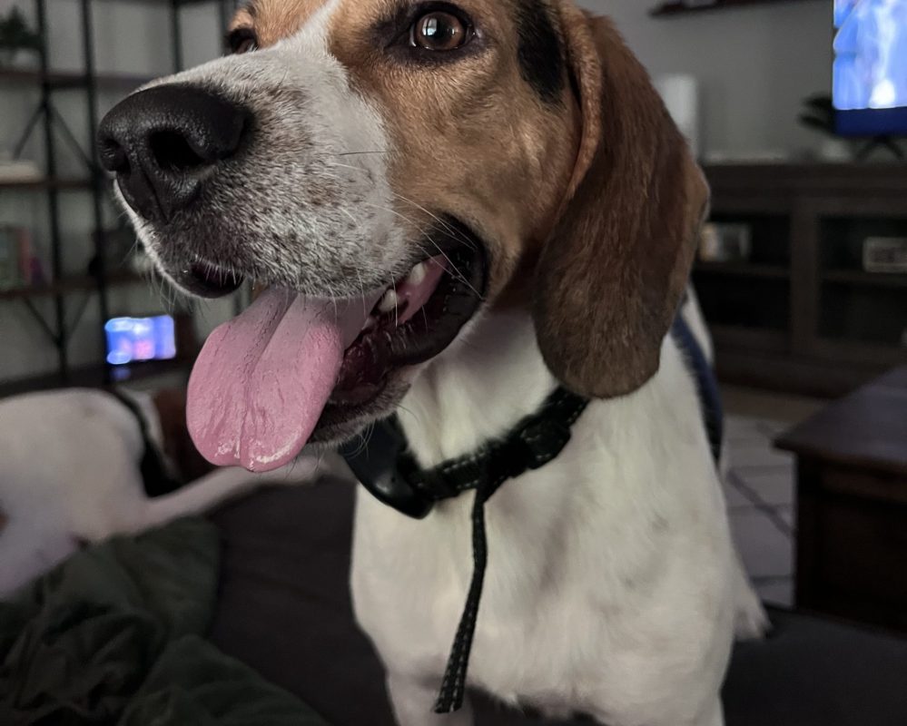 Beagle for Adoption in Raleigh NC – Meet Iroh