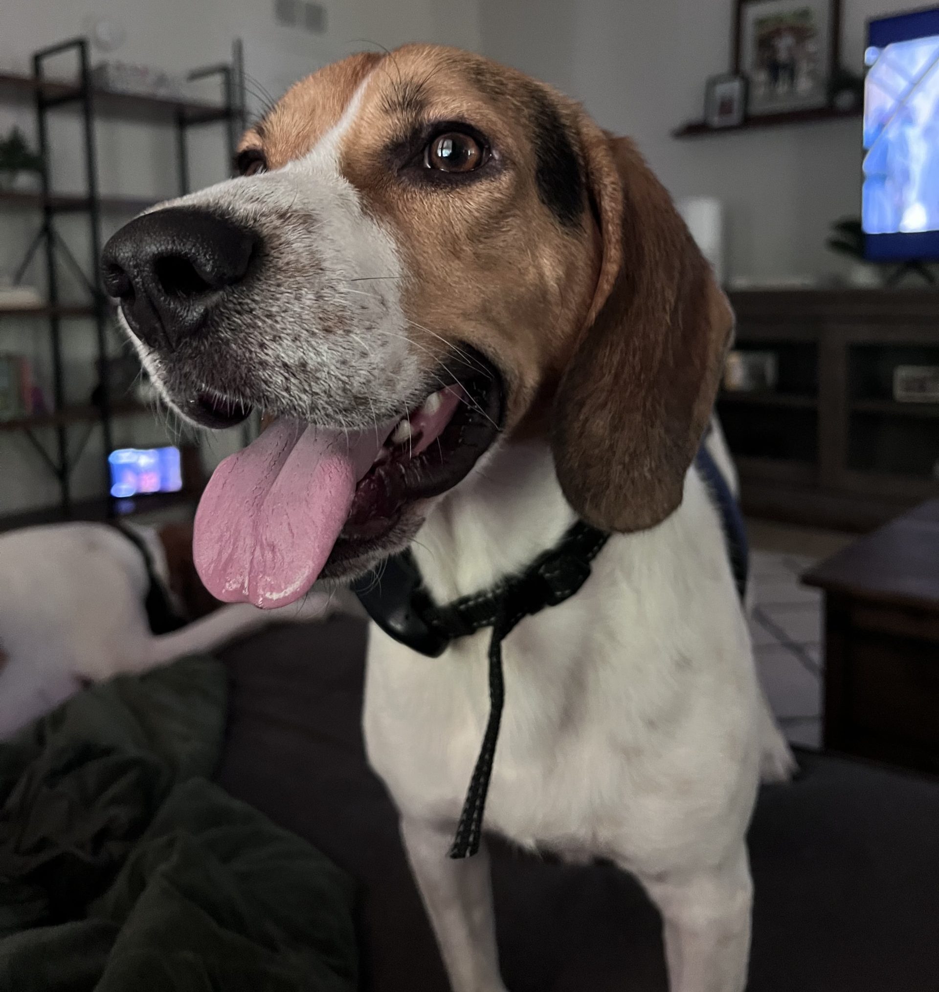 Beagle for Adoption in Raleigh NC – Meet Iroh