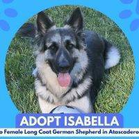 Adopt Isabella 2 Year Old Female Long Coat German Shepherd Dog In Atascadero California