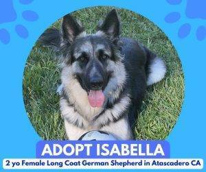 Long coat german shepherd dog for adoption in atascadero california – adopt isabella