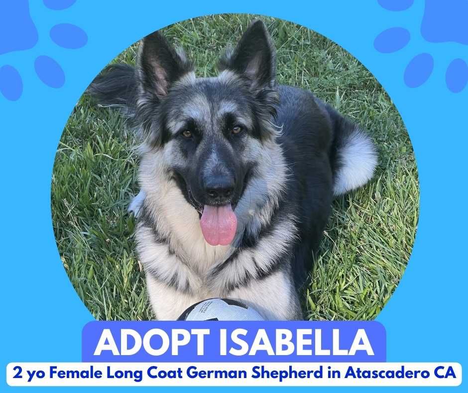 Adopt Isabella 2 year old female long coat german shepherd dog in atascadero california