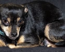Reese, a black and tan chihuahua dog for adoption in frisco texas
