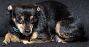 chihuahua dog for adoption in frisco texas Photo Reese, a black and tan Chihuahua dog for adoption in Frisco Texas