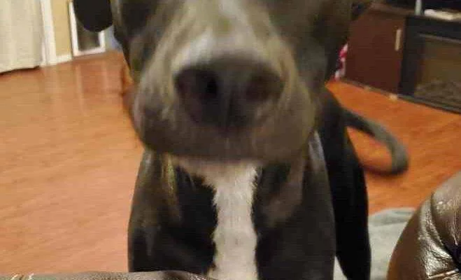 Imperial CA Oreo Labrador Retriever Mix Dog For Adoption