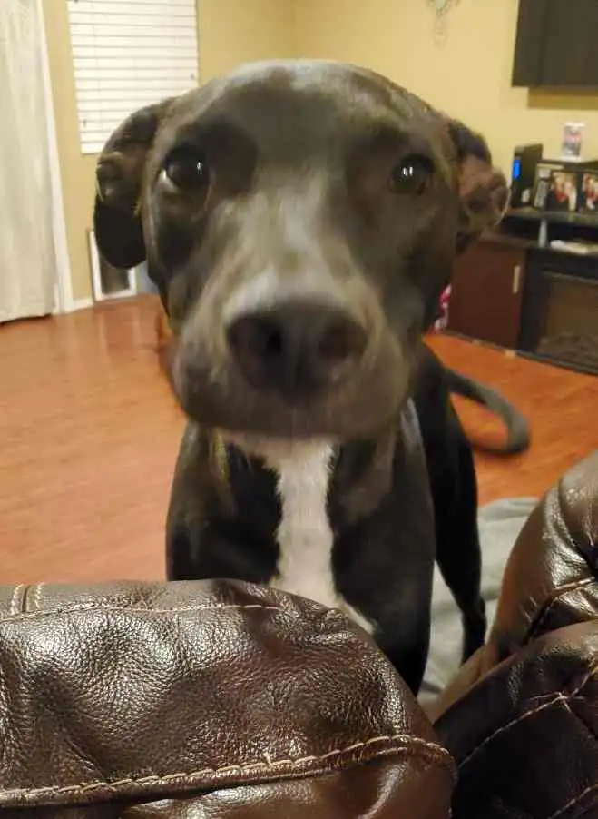 Imperial CA Oreo Labrador Retriever Mix Dog For Adoption