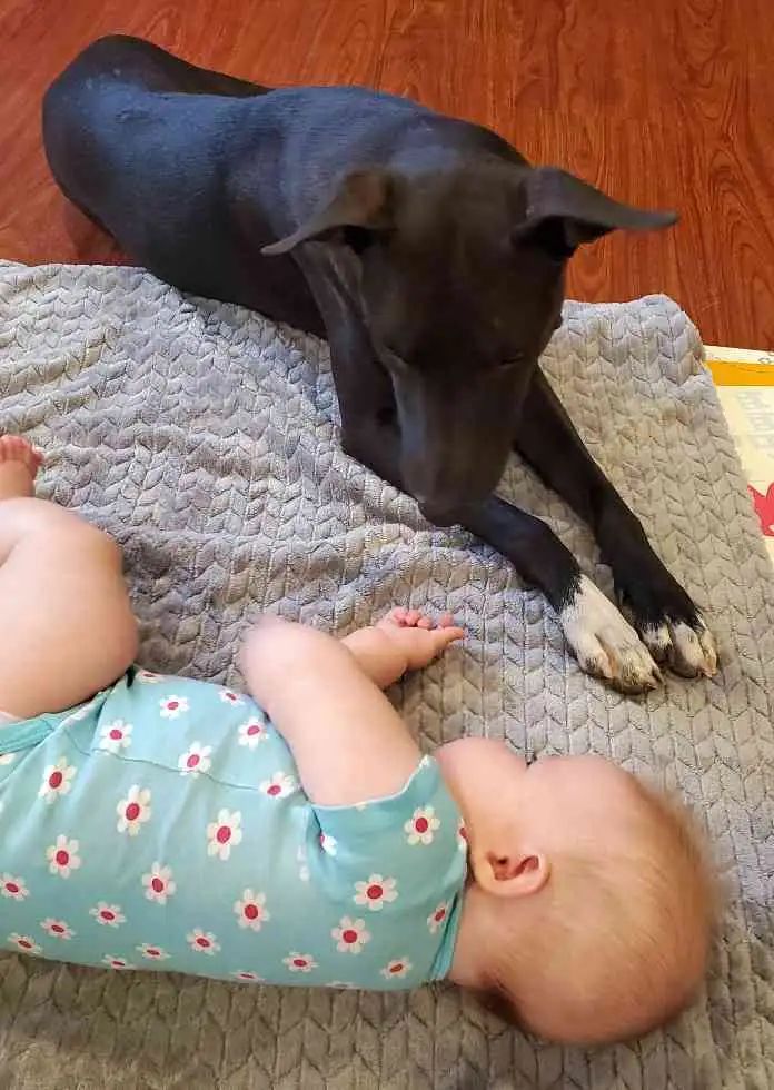 Imperial CA Oreo Labrador Retriever Mix Dog For Adoption 5