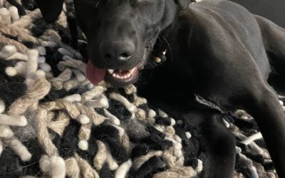 Gorgeous female black labrador retriever dog for adoption in portland oregon – dr indiana jones