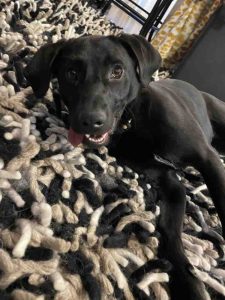 Cute black lab in oregon