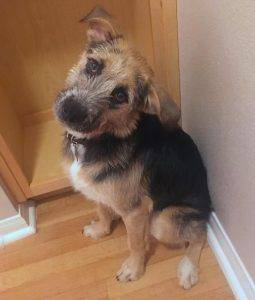Sacramento ca – adorable terrier / german shepherd mix puppy for adoption – supplies included – adopt indie today