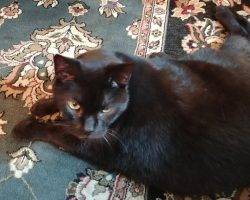 Inky declawed black cat for adoption in philadelphia 2