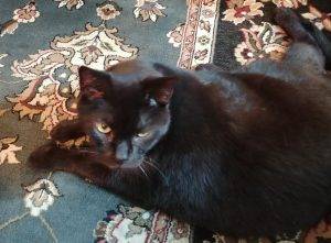 Inky declawed black cat for adoption in philadelphia 2